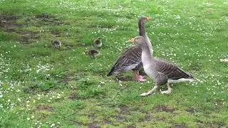 Two Greylag Goose families