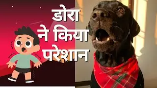 डोरा ऐसा क्यों करती है ? 