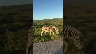 Singing birds and a zebra #safari #africa #wildlife #travel #animals #nature #zebra
