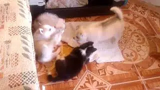 Три сестрицы под окном.....