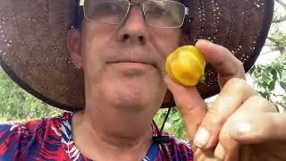 Eugenia selloi fruits why won’t Eugenia stipiata fruit?