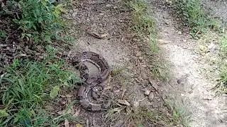 GUIO mariposa es ATROPELLADO (momento exacto)