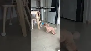 만능견 복떠니🐶