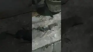 Tikus Ini Menyusui Anaknya Sambil Jalan