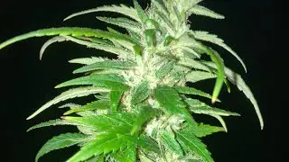 Outdoor Grow. At night￼ .August 26 .update