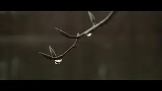 Bmcc 2.5k - Cinematic IX