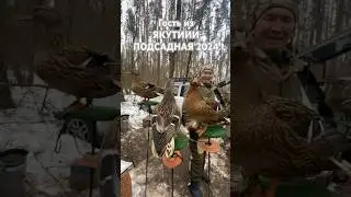 Гость из Якутии выбирает утку