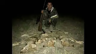 Три волка одним выстрелом. Охотана на волка на вабу.