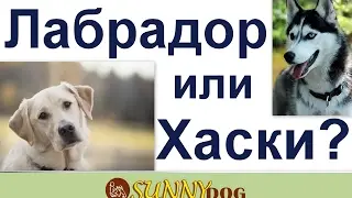 хаски  или лабрадор. Как выбрать между хаски  и лабрадором