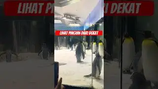 Tingkah Pinguin lucu banget !! #funny #animal #fyp #shorts #shortvideo #video #viral #viralvideo