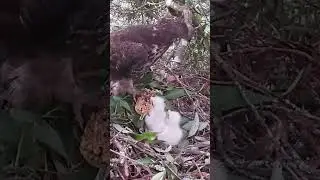 Honey Buzzard eats honey, mother eagle is full that it's the little eagle's turn to eat蜂鹰吃蜂蜜 #birds