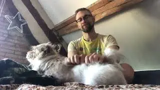 Massages for doge 😁 #massage #doge