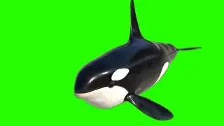 Whale green screen animation||Green screen effect||BRK works 
