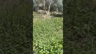 COUNTRYSIDE AND TORTOISES.