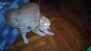 Смешные кошки кошки 2017 ч.2