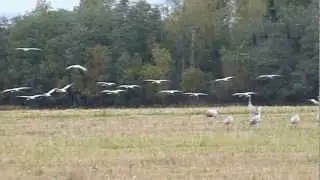 Журавли