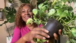 Overdue Plant Chores