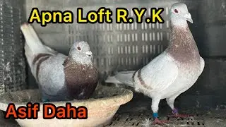 Red Fox and Meslybar Racing Pigeons Of Apna Loft 2024 | Racer Pigeon | Kalapati