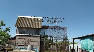 Кофейное (белёсое) молодое на посадке