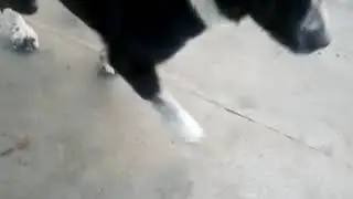 алабай.