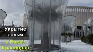 Укрытие пальм в Парке Краснодар 🌴❄️ Park Krasnodar palms