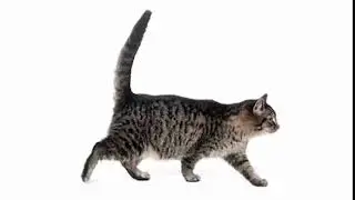 кот наоборот