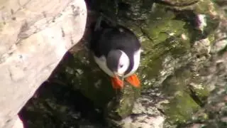 Чистиковые птицы auks