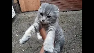 Бедный котенок!Уборка в клетках у фазанов.Переселение козы Белки!