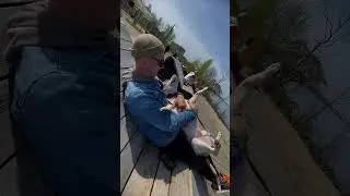 Стаффорд Юми и диета #shortvideo #собака #staff #pets #стаффорд #puppy #стаффордширскийтерьер