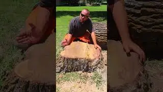 Judge a Feller by His Stumps #treefelling
