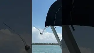 Feeding a bird a chip on a boat going 25mph!