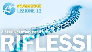 Riflessi spinali e Arco riflesso (SNP) | NEUROSCIENZE - lezione 13
