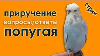 как содержать попугая | стрим | ответы на вопросы