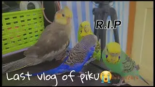 Last vlog of Piku | 😭😭😭😭 | R.I.P |