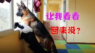 After the shovel officer left home, the reaction of Bian Mu and De Mu made people cry. This is why I