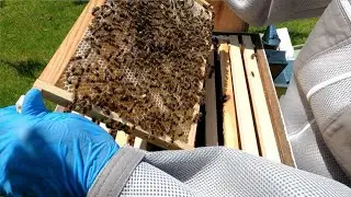 Swarm 1: Inspection Wednesday 24th June