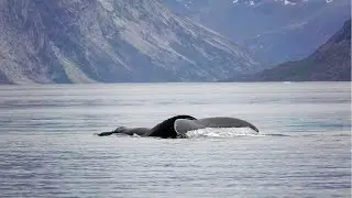 Canada, Greenland and Iceland Cruise Wildlife