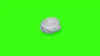 Green screen | Blooming white rose | Flowers | Holiday | Happy birthday Congratulation | Footage №51
