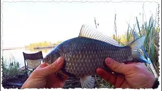 РЫБАЛКА на КАРАСЯ / МАЙ / ПЕРВАЯ в СЕЗОНЕ УХА / УЖИ под НОГАМИ