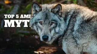 Top 5 Animal Myths