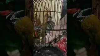 Masteran Platuk Bawang super gacor