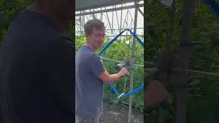 Нарезаем шпагат для томата 