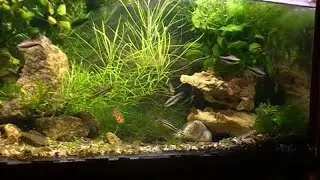 #Aquarium