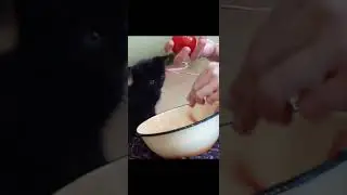 Тедди маленький пирожочек . Тедди всегда хорош. 