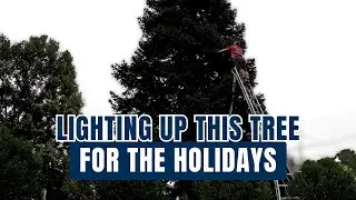 Lighting Up This Tree for the Holidays