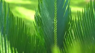 Жизнь на Филиппинах/sony A6300, Feiyu ak4000, live in the Philippines/ nature in the Philippines