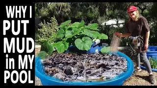 Growing in Kiddie pools Vegetables Composting in Place Container Gardening  Making Compost Tea