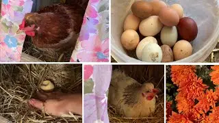 An inspection has arrived at the chicken coop. The chickens are shocked.