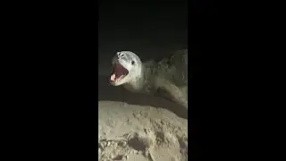 Nearly attacked by leopard seal in Australia