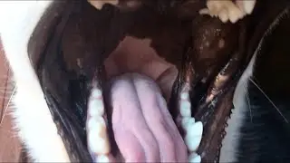 Хаски это спокойные собаки 🤥😂
